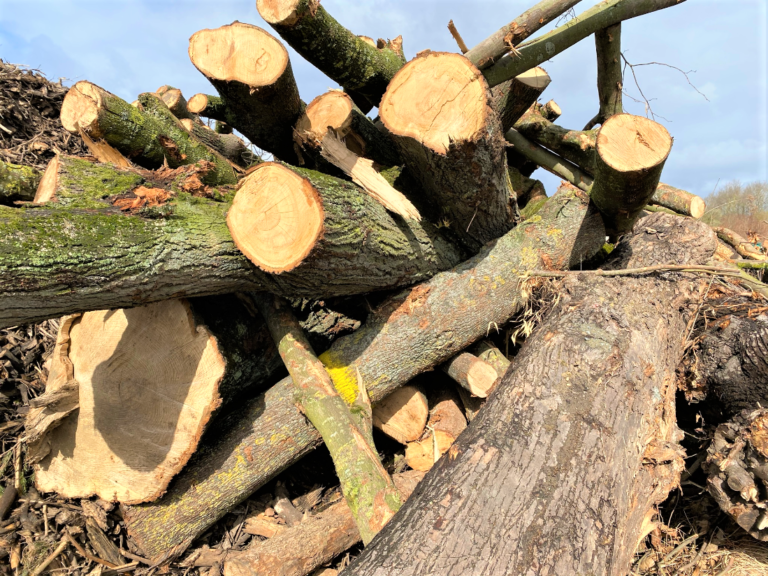 Stubben und Stammholz – Jacobs Gala Shop