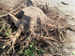 Stubben und Stammholz – Jacobs Gala Shop